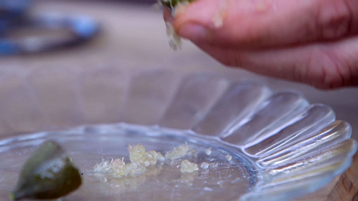 brico 0922 3 caviar citrico capsulas fruto