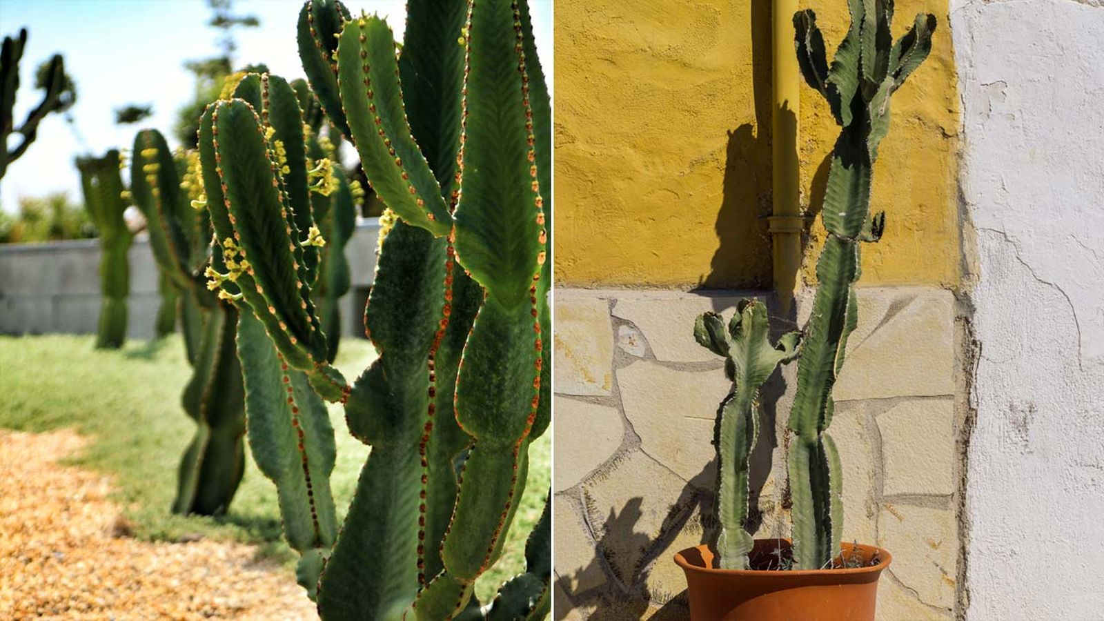 euphorbia ingens arbol candelabro caracteristicas euphorbia ingens arbol candelabro caracteristicas
