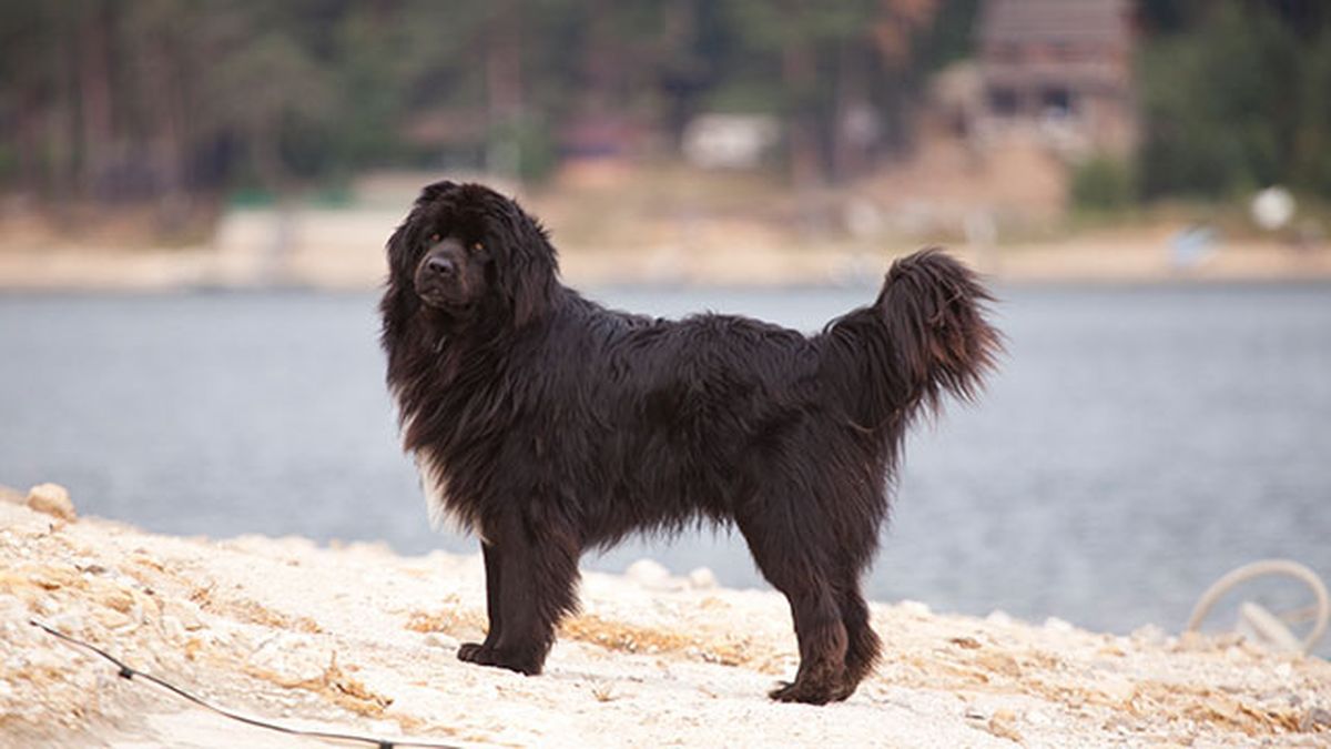 terranova en la playa