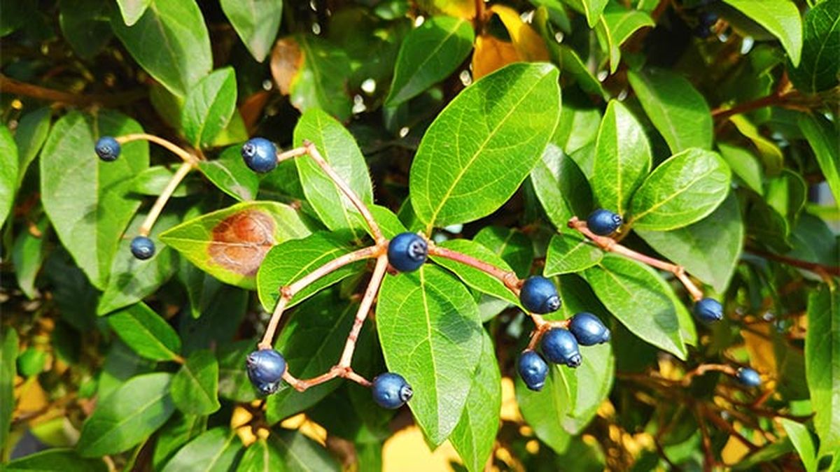 frutos del arbusto durillo