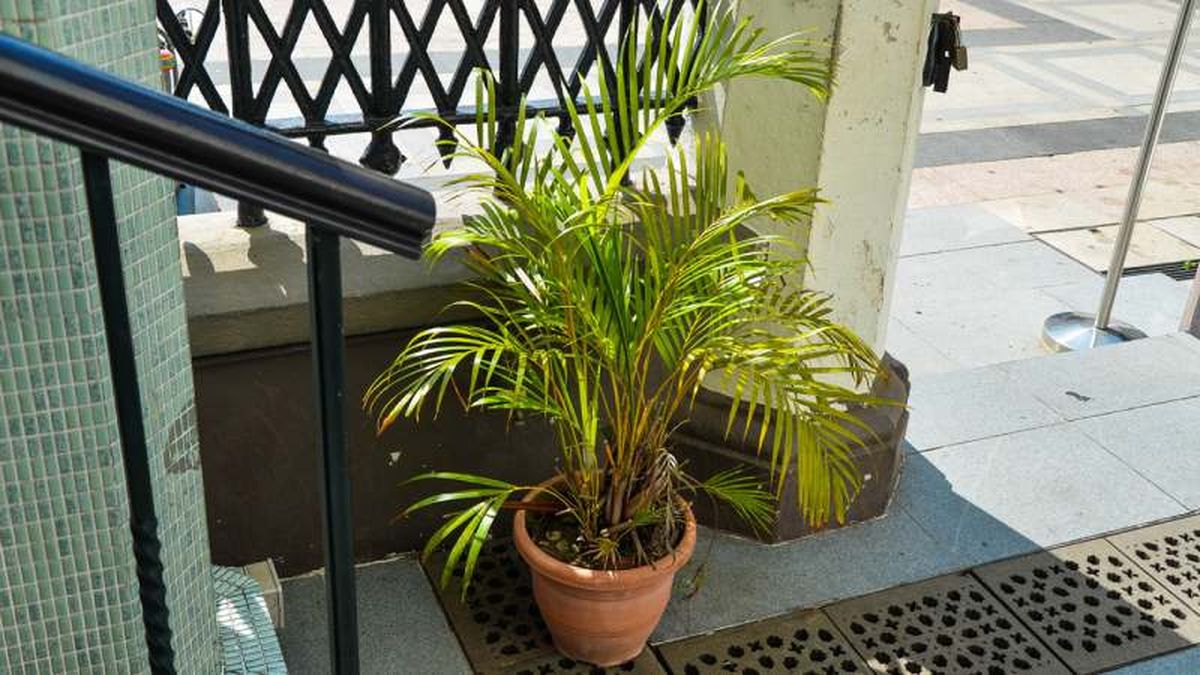 Areca o palmera amarilla.