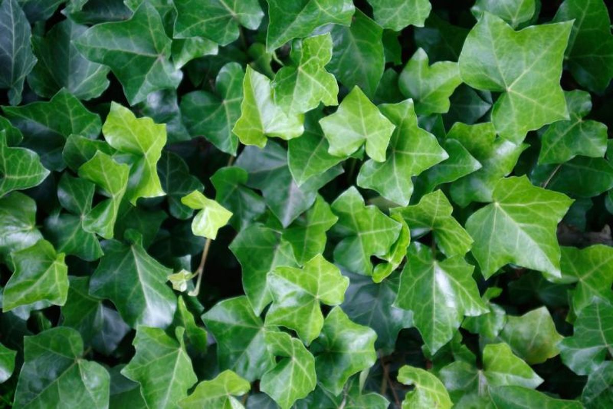 Hedera helix.