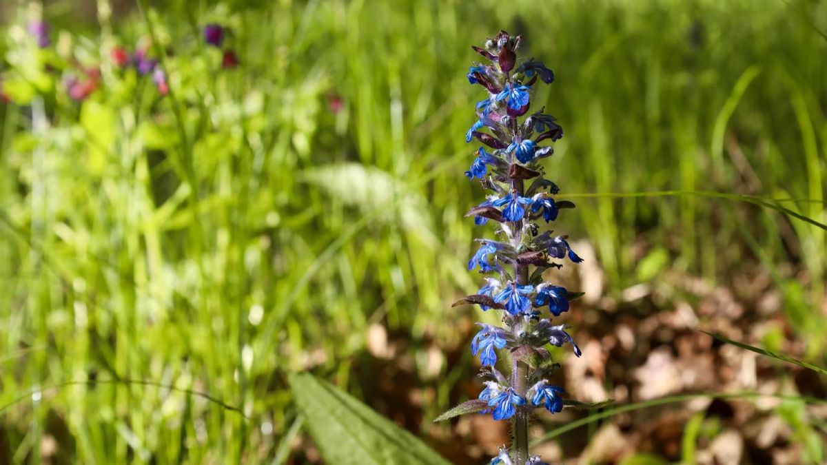 Plantas trepadoras aptas para mascotas: Consuelda