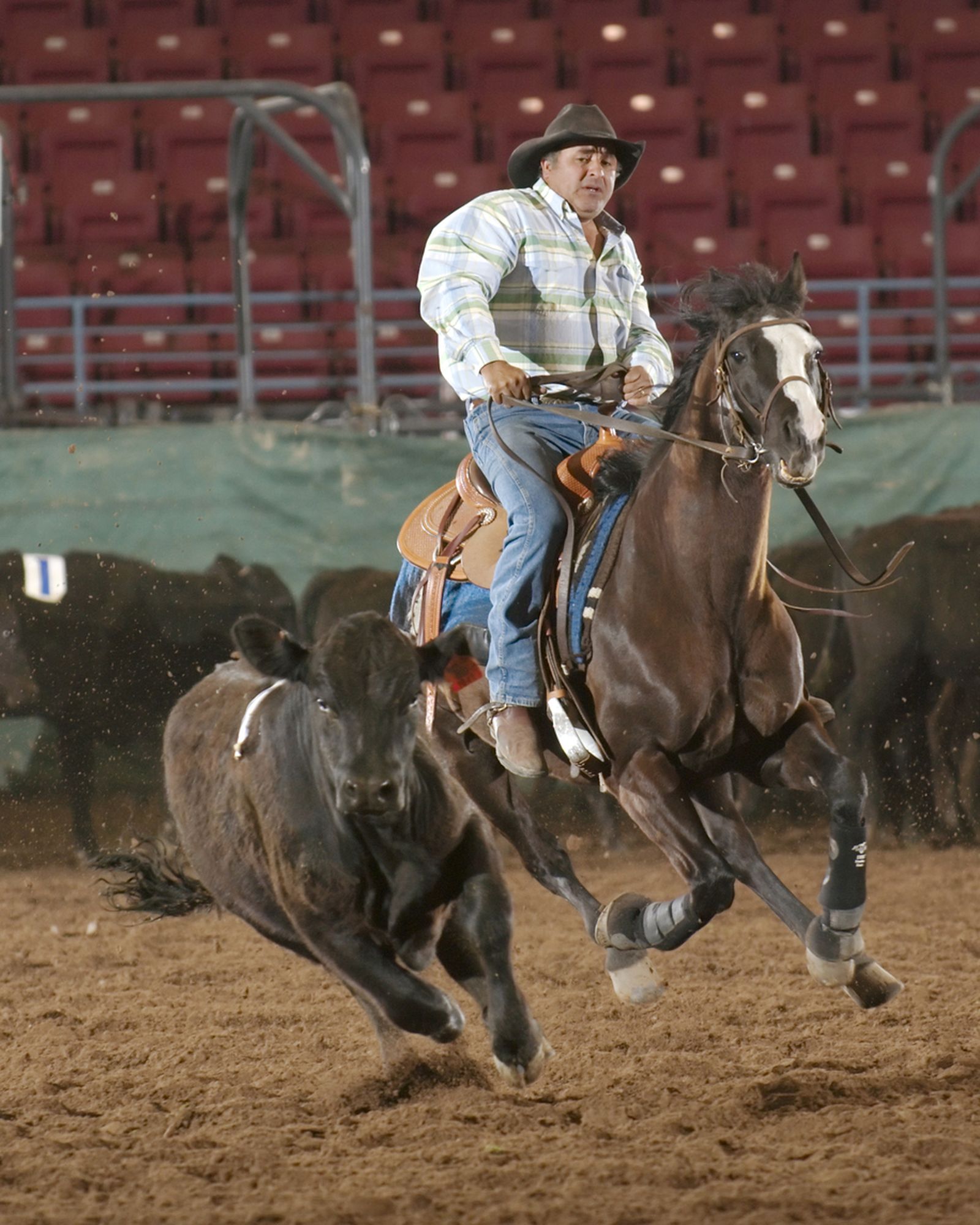 Team penning, Team penning,