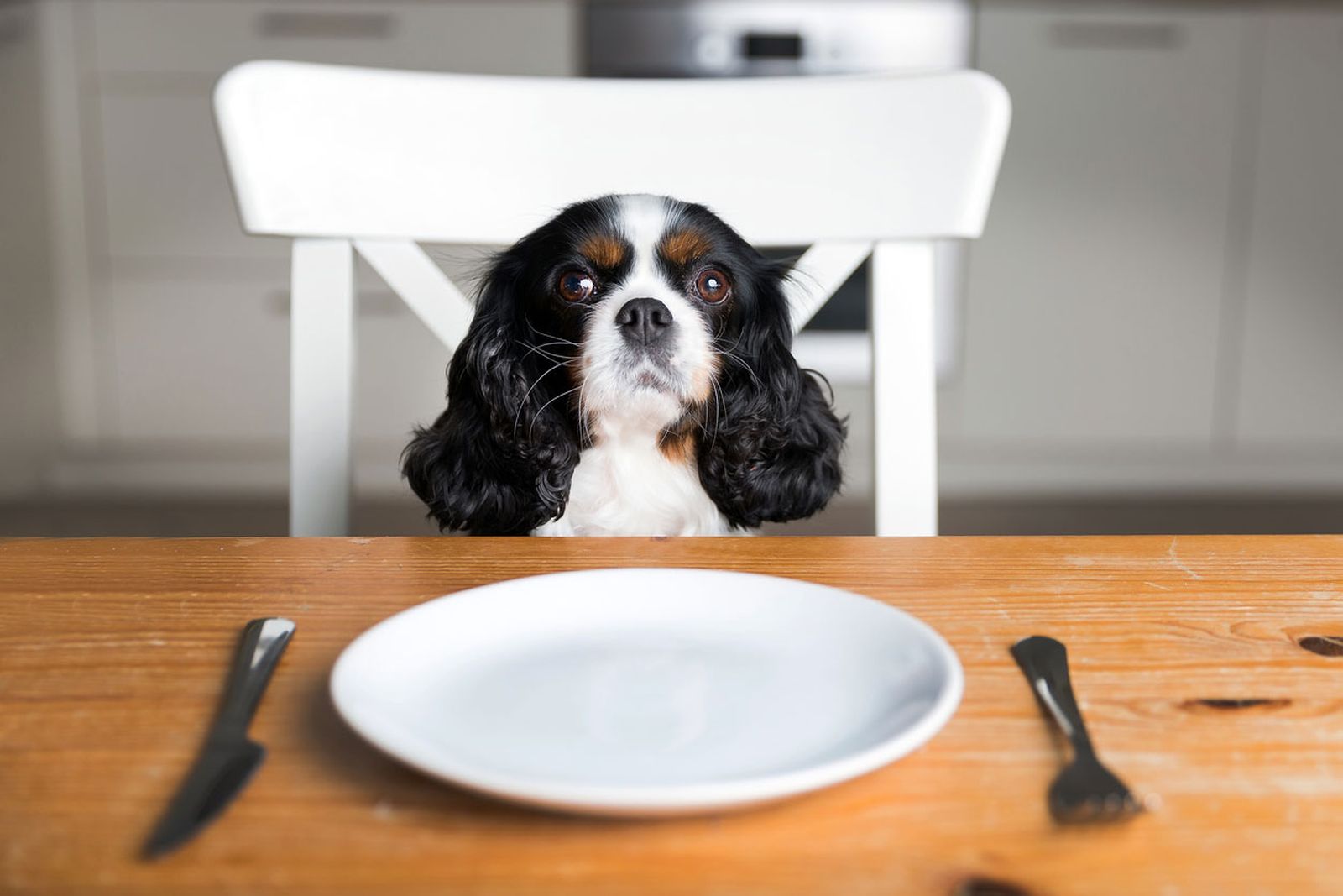 alimentacion vegana perros gatos