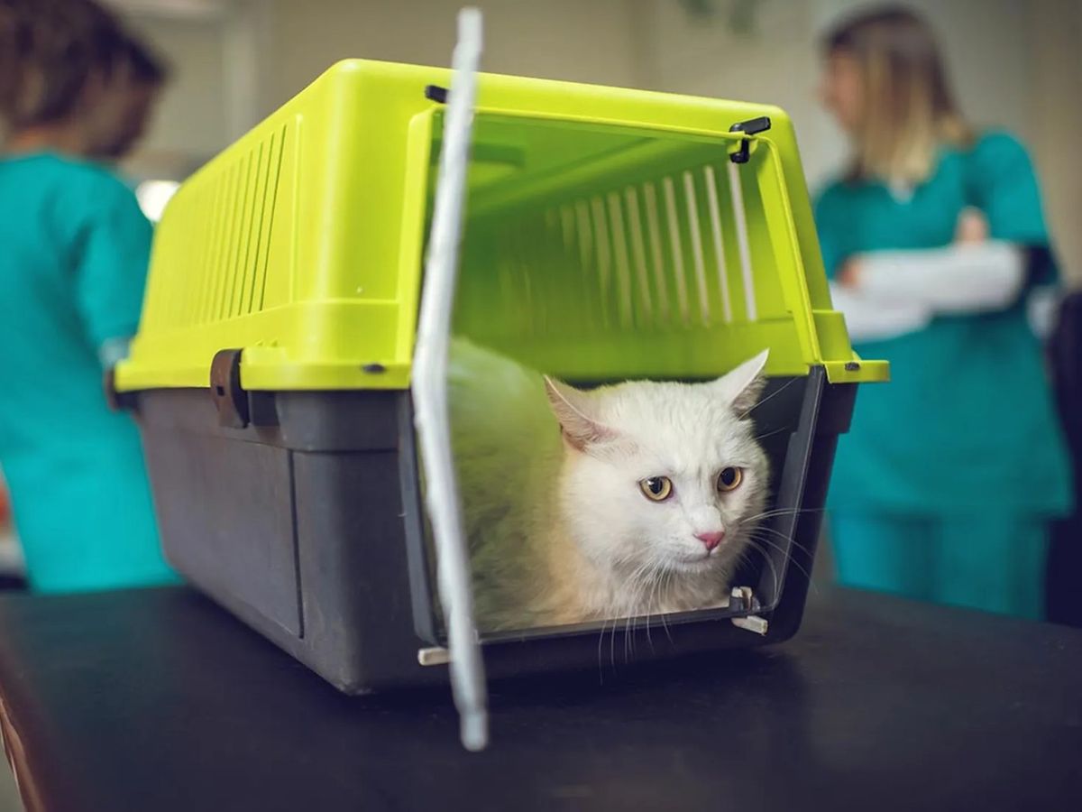 Acostumbra a tu mascota al transportín con refuerzos positivos para que lo vea como un lugar seguro.