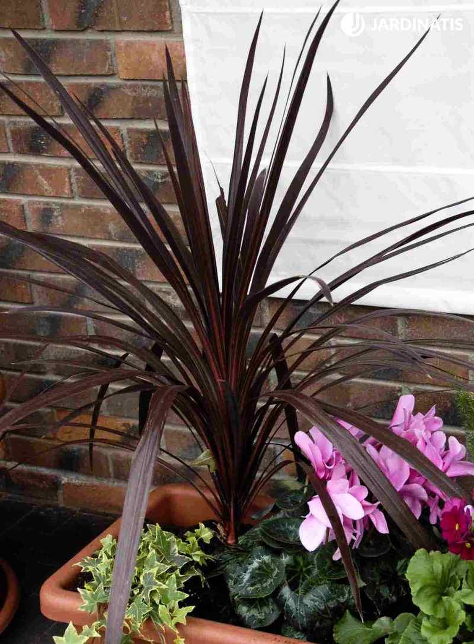Dracena australis