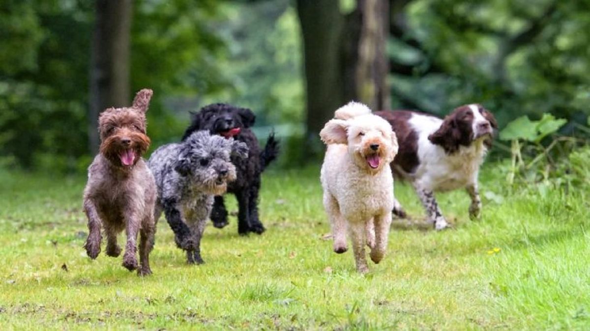 torsion de estomago en perros 3