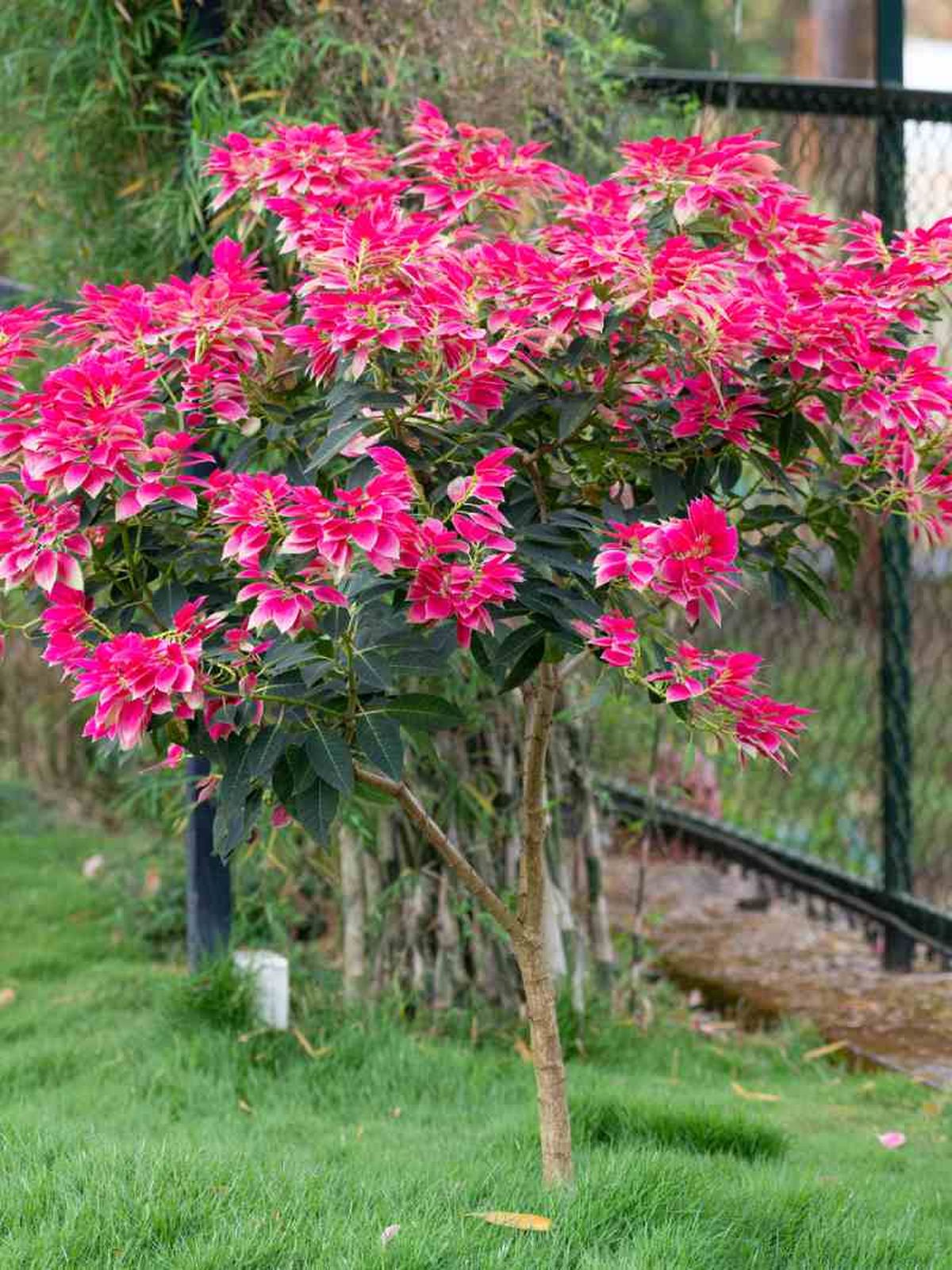 En climas cálidos puede crecer como un arbusto pequeño.
