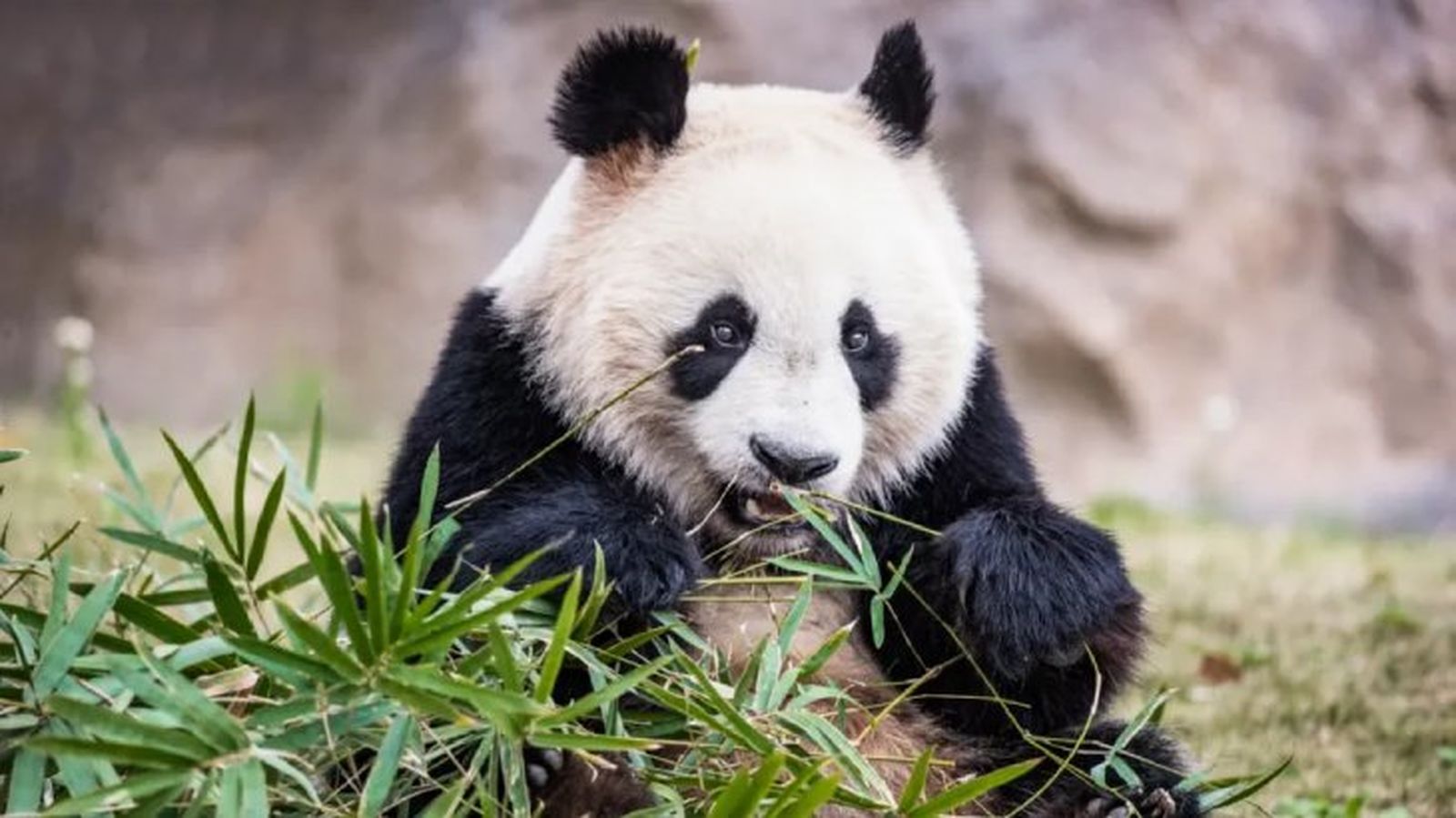 curiosidades del oso panda 3 curiosidades del oso panda 3