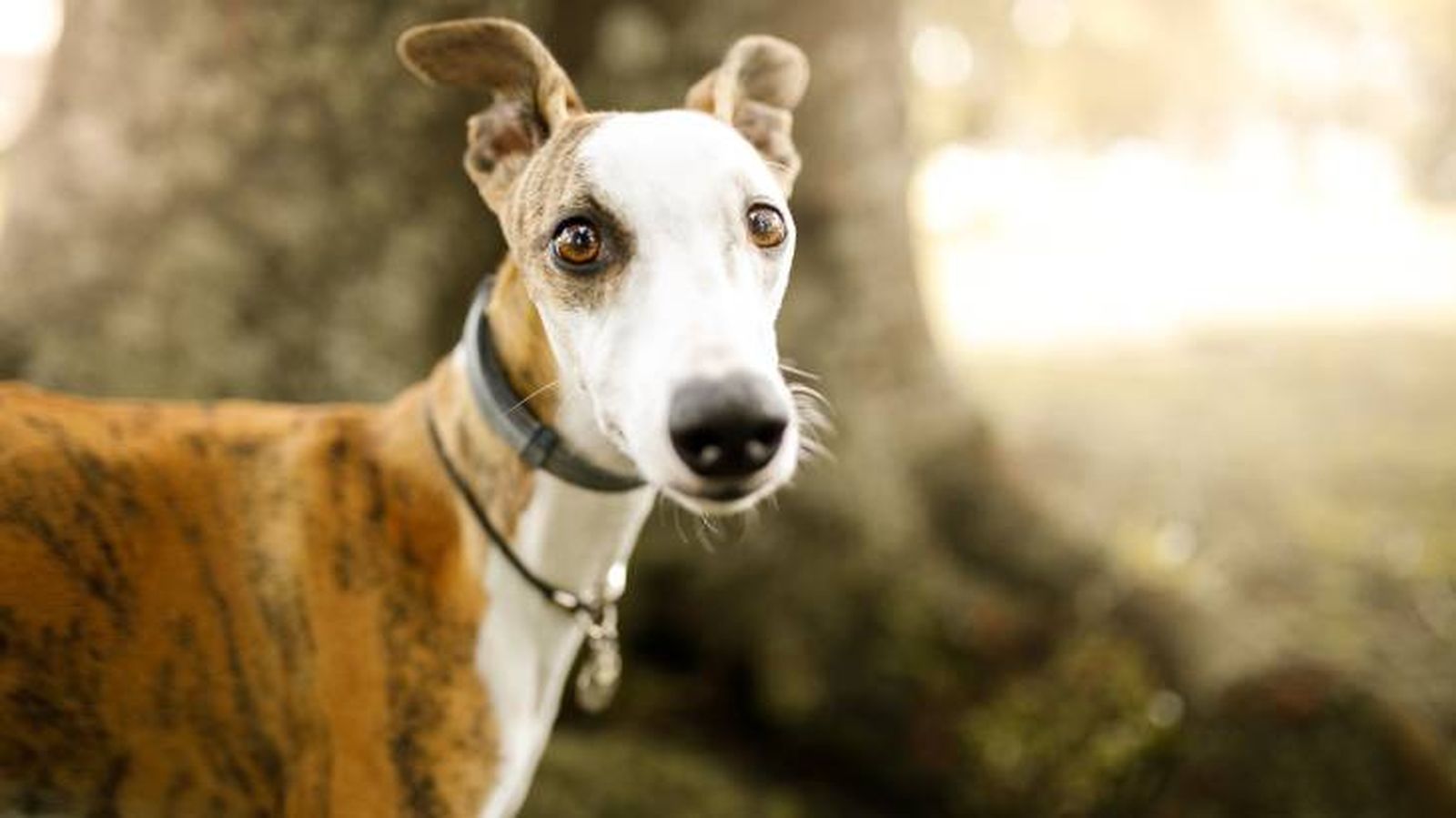 Conoce las características físicas del perro Whippet Conoce las características físicas del perro Whippet