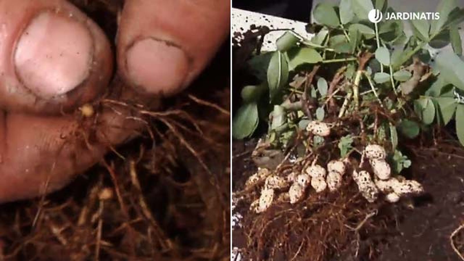 bacterias de la planta del cacahuete xl brico 845 bacterias de la planta del cacahuete xl brico 845
