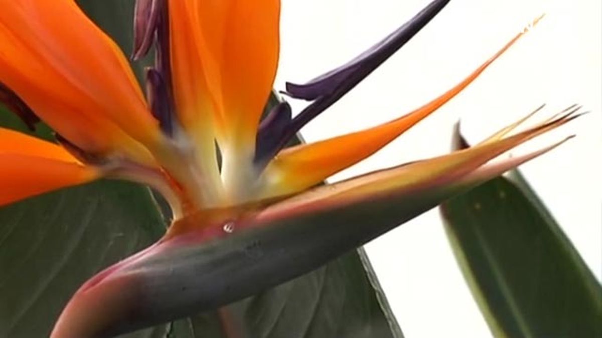 ave paraiso strelitzia reginae flores deco 487 jardin