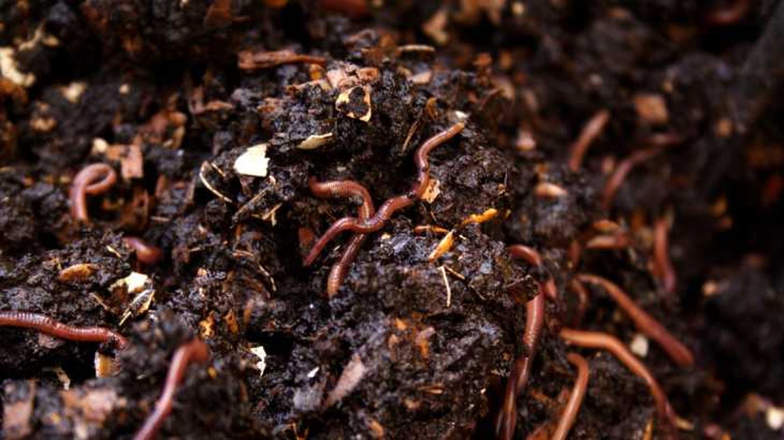 vermicompostaje