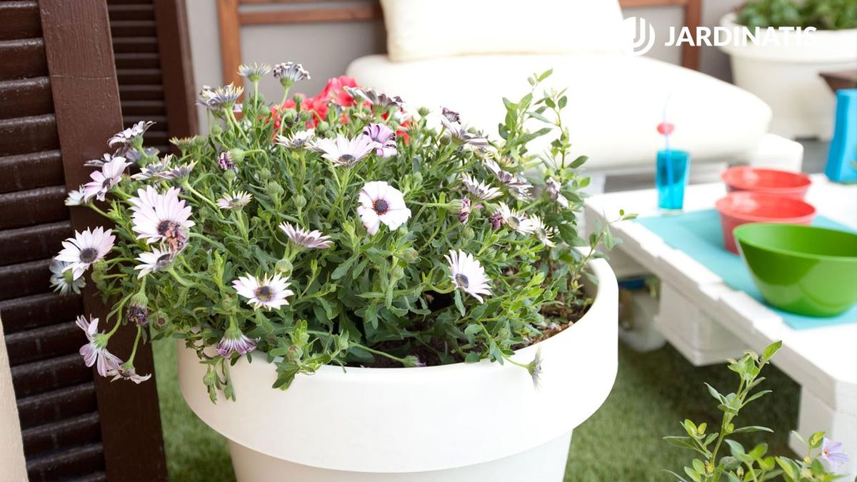 composicion con plantas para terraza primavera verano 5 decojardin 440