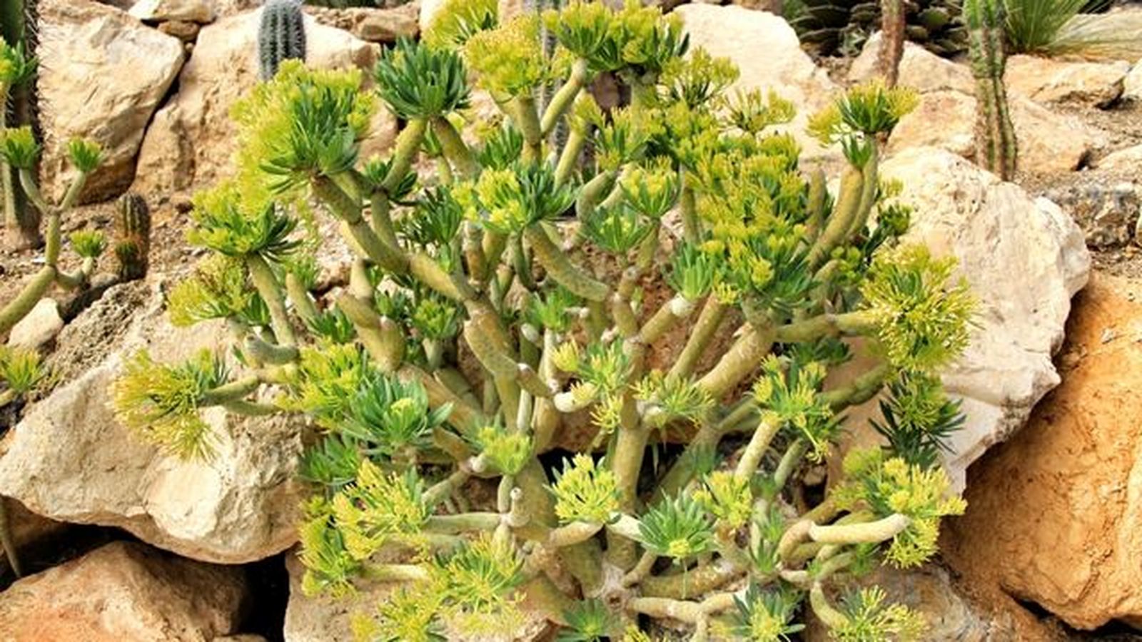 Senecio Kleinia