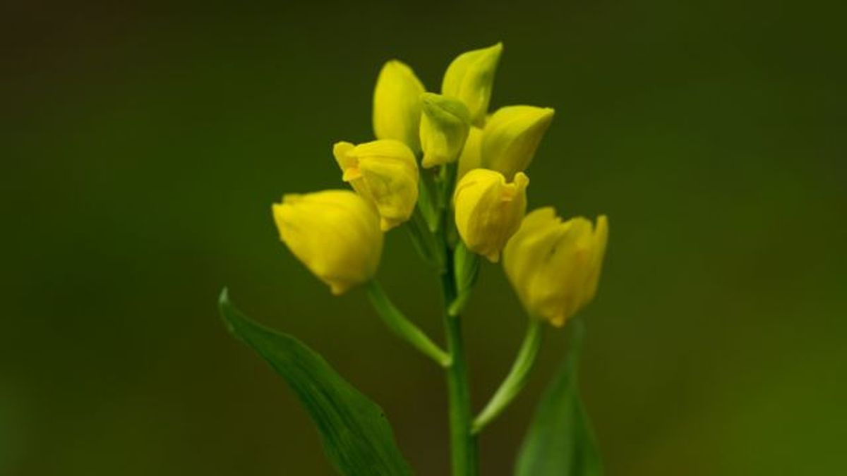 cephalanthera falcata floración