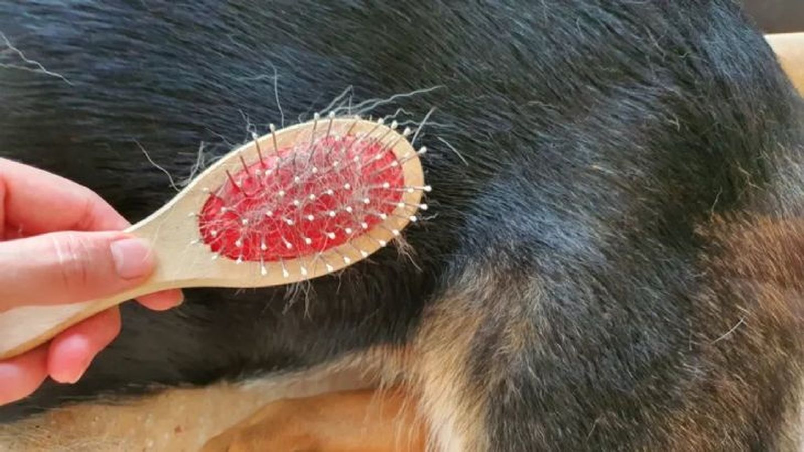 a mi perro se le cae mucho el pelo 4 a mi perro se le cae mucho el pelo 4