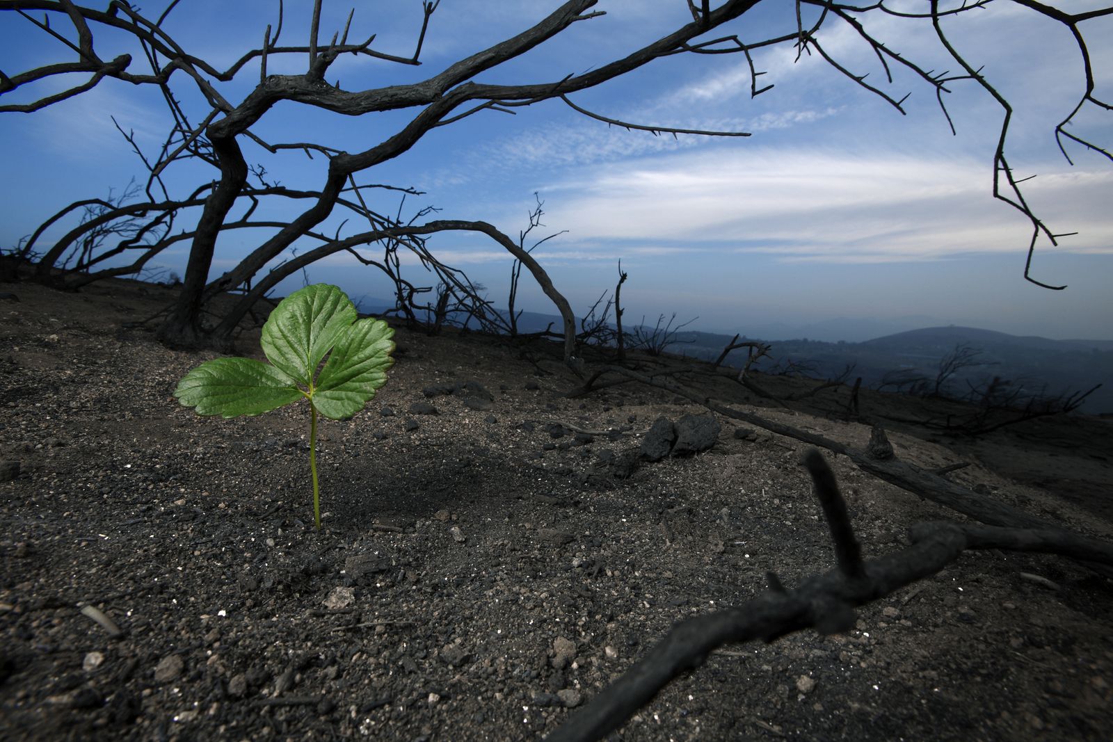 Hay algunas plantas que son capaces de sobrevivir a los incendios