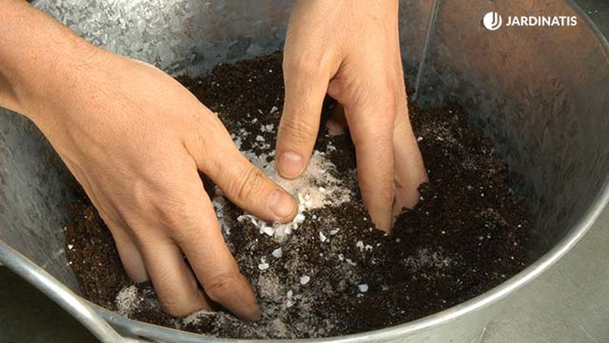 Plantar y reproducir sansevieria o lengua de tigre   sustrato