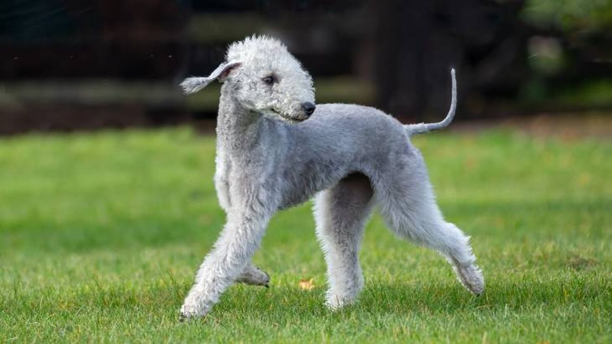 La gran inteligencia es una de las características del Bedlington Terrier