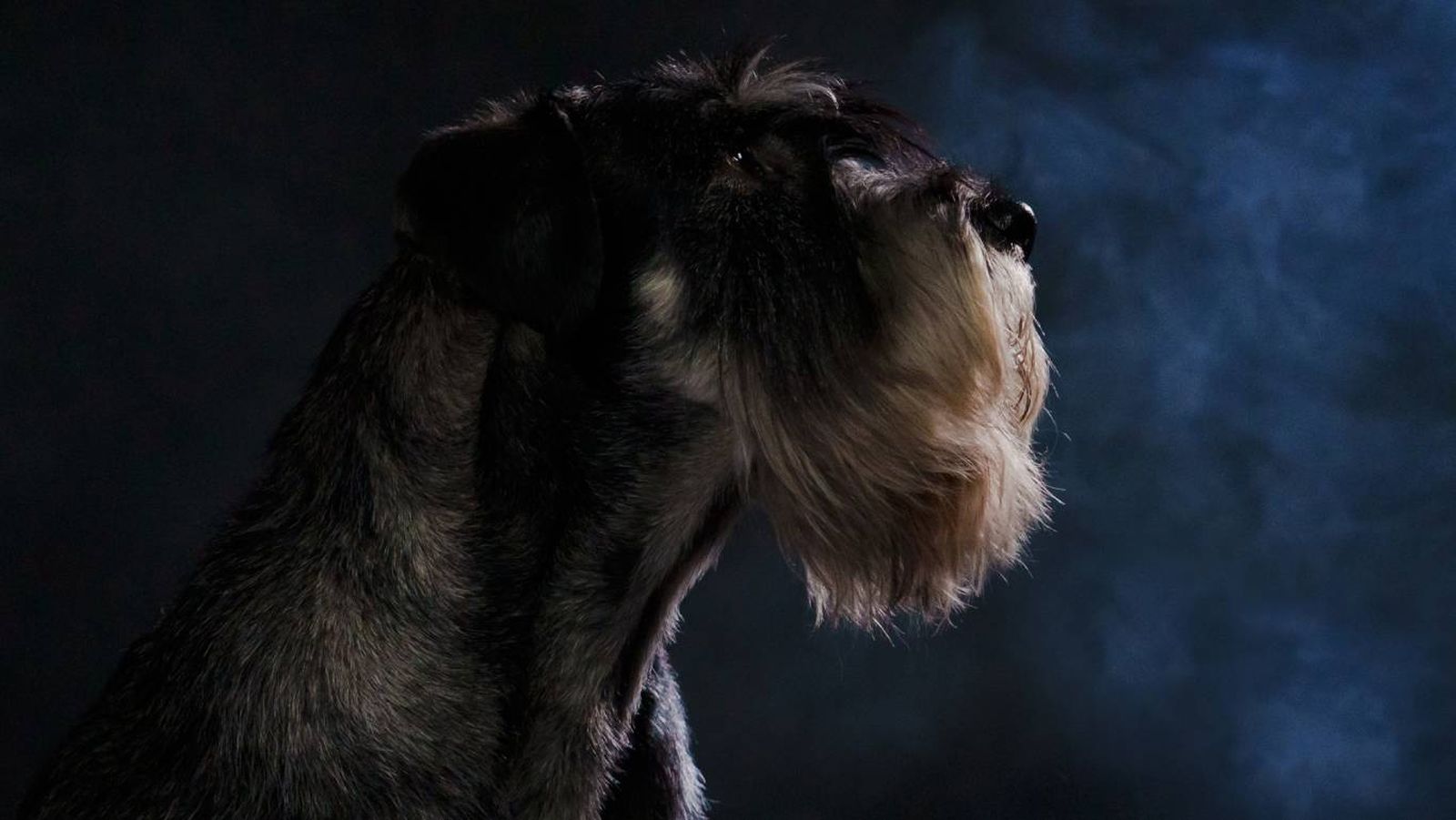 Los perros expuestos a ambientes con humo de tabaco pueden volverse más agresivos.