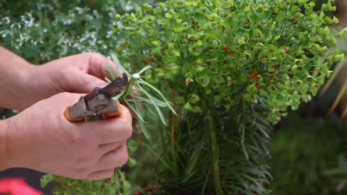 brico 952 3 euphorbia mii latex