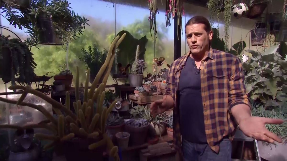 deco 692 cuidados aporocactus decorar cactus