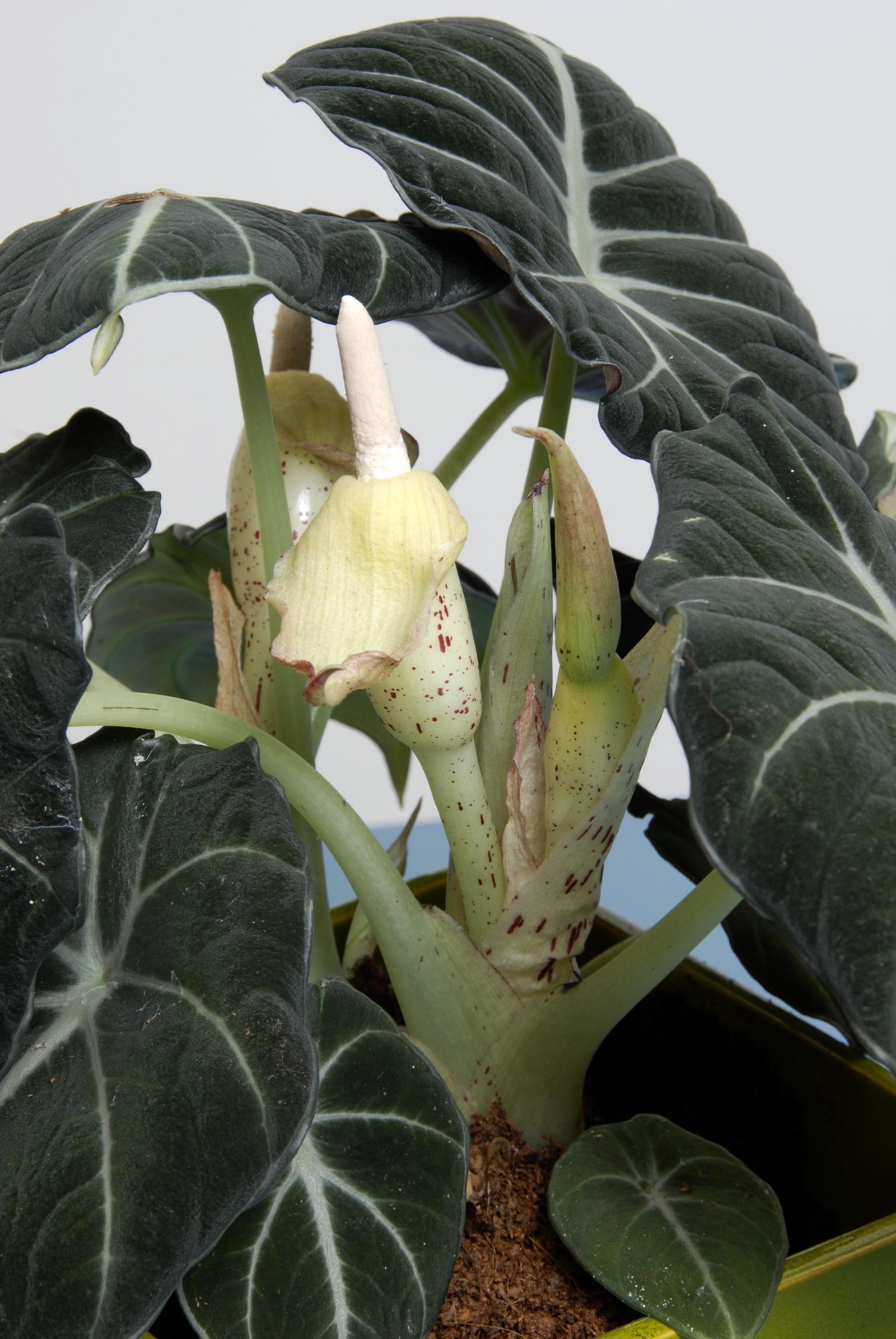 deko0218 plantas pequenas hojas grandes alocasia black velvet 03 deko0218 plantas pequenas hojas grandes alocasia black velvet 03