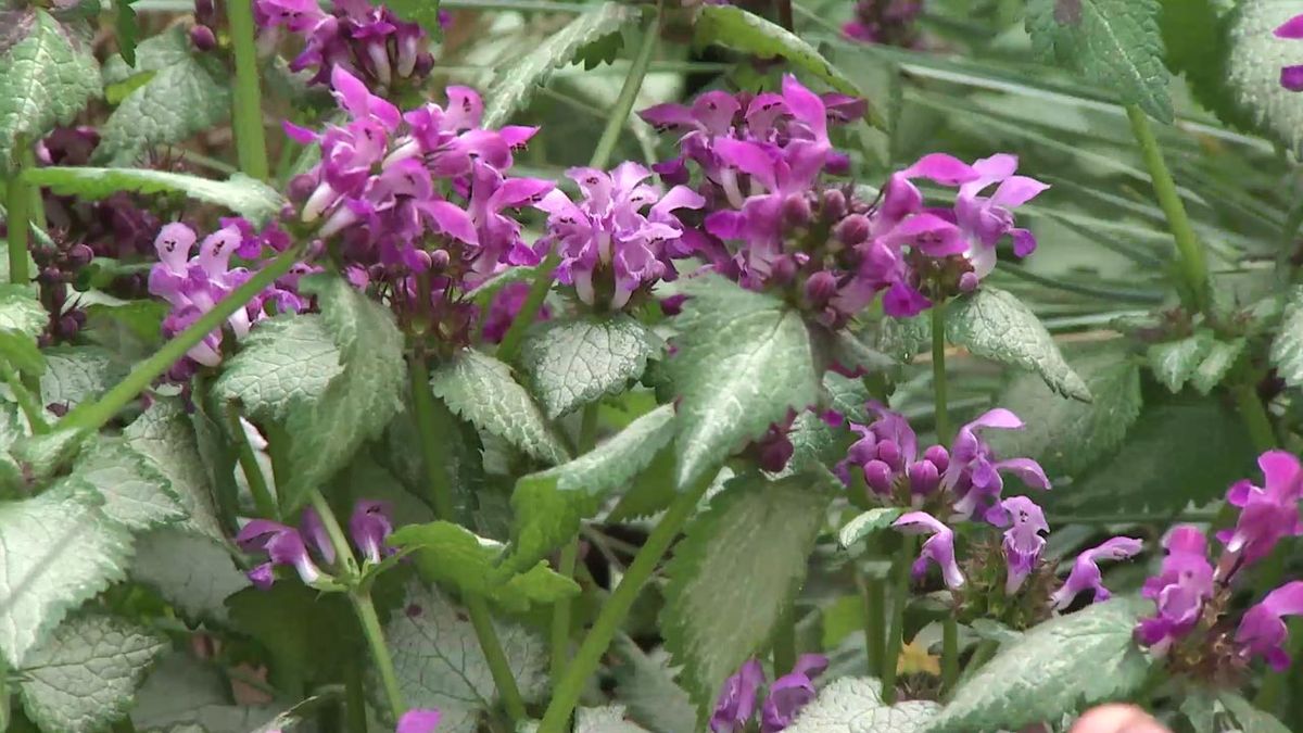 deco 740 jardineria floracion lamium jardin