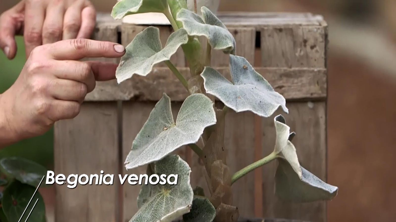 980 jardineria begonia venosa 980 jardineria begonia venosa