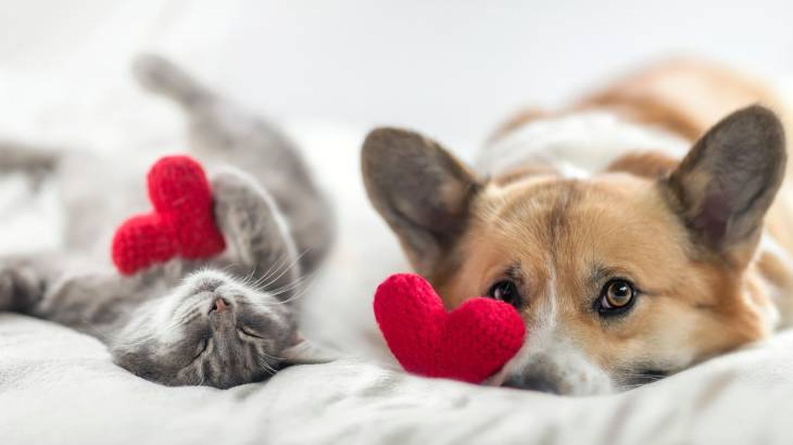 como elegir cama para mascotas gatoyperro como elegir cama para mascotas gatoyperro