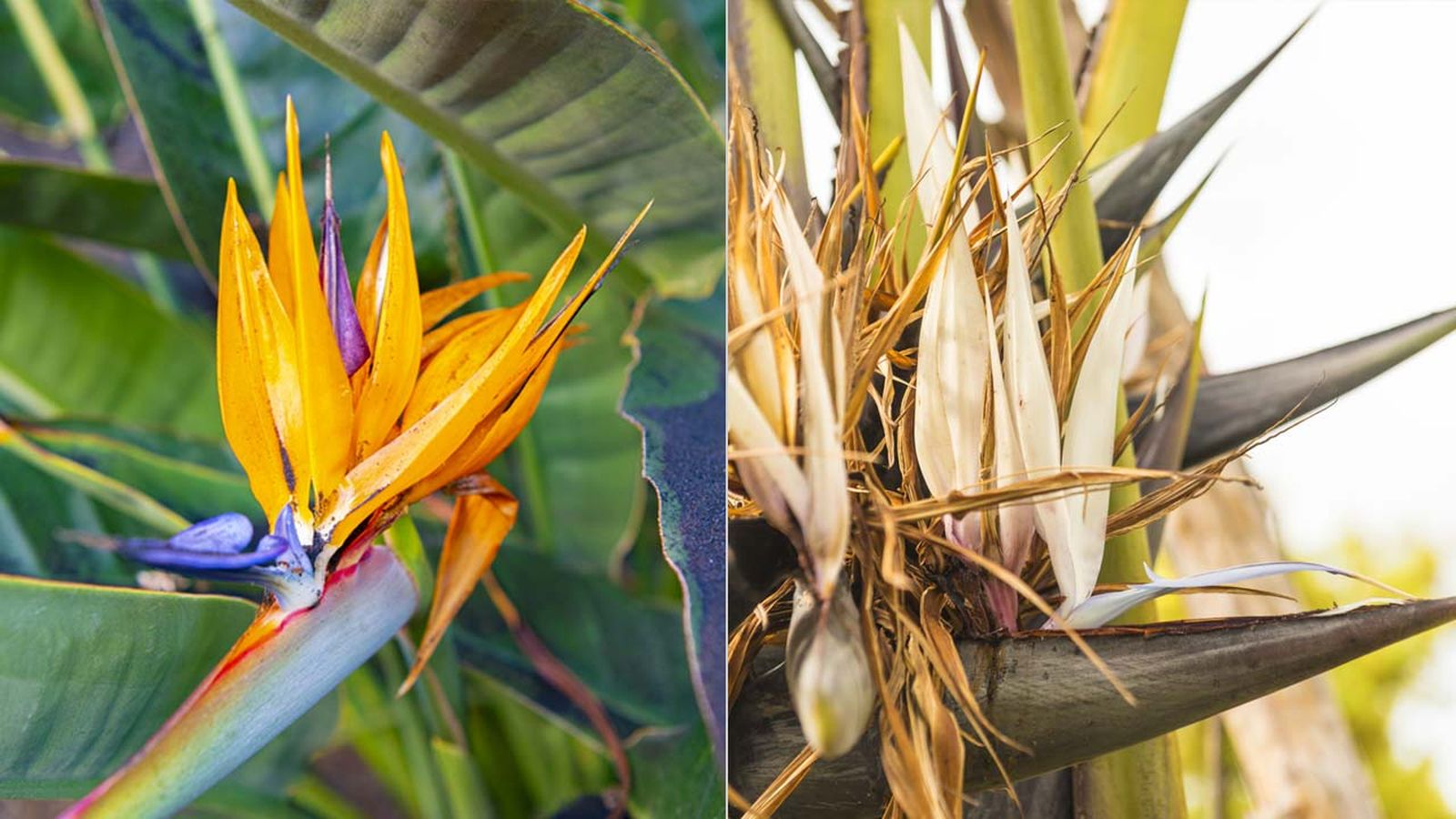 flor Strelitzia Augusta flor Strelitzia reginae flor Strelitzia Augusta flor Strelitzia reginae