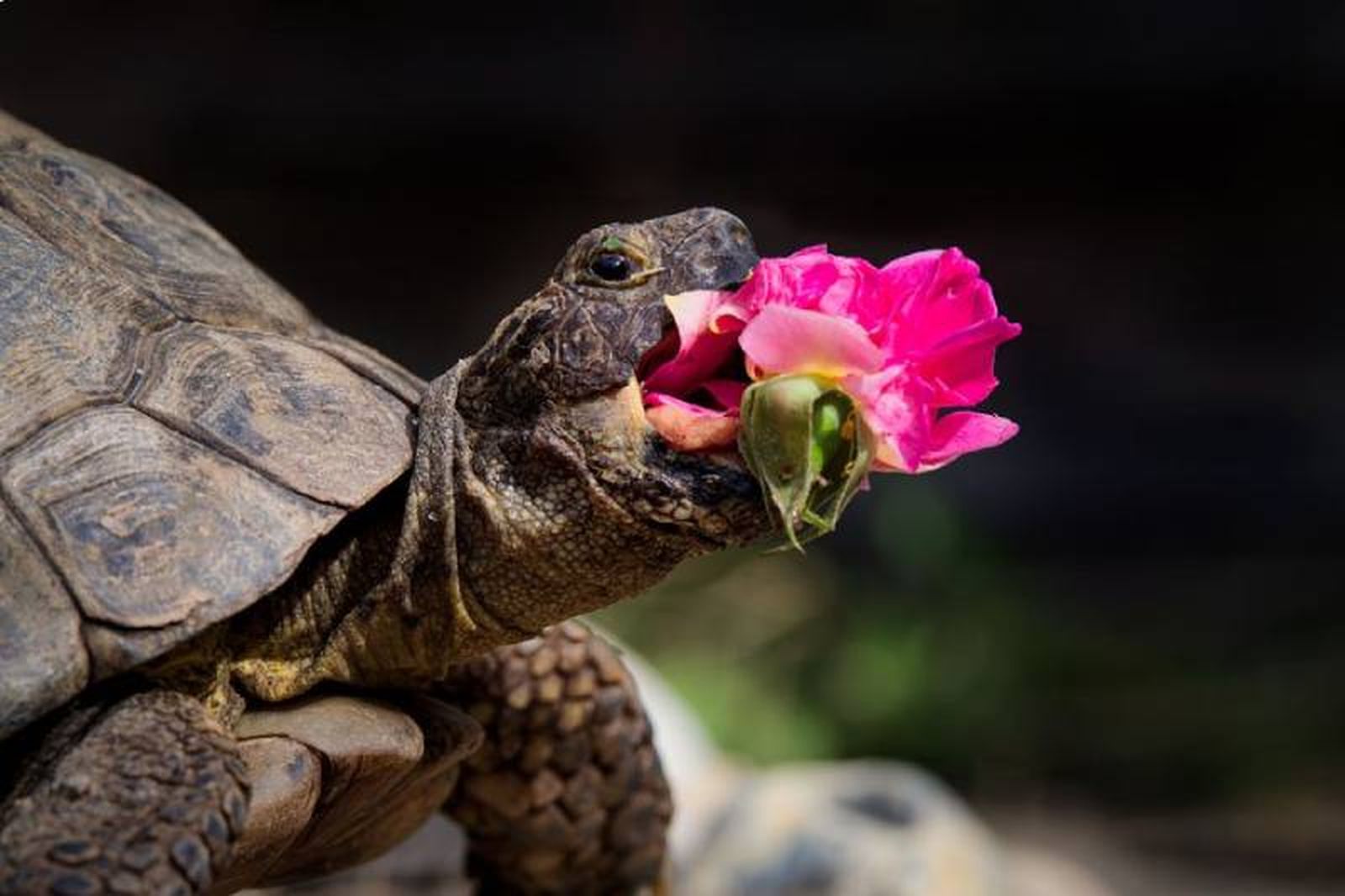 The New Rose / Fuente: Jonathan Casey - The Comedy Pet Photography Awards 2024 The New Rose / Fuente: Jonathan Casey - The Comedy Pet Photography Awards 2024