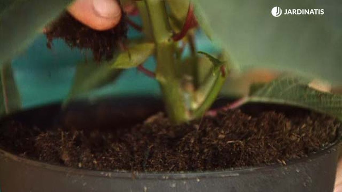 Si la capa superior de la tierra está seca, llega el momento de volver a regar la planta
