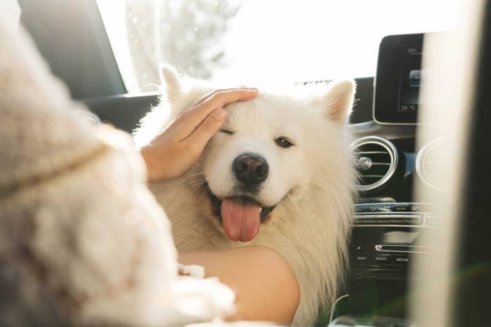 El Samoyedo es un peludo propenso a pasar mucho calor en verano El Samoyedo es un peludo propenso a pasar mucho calor en verano