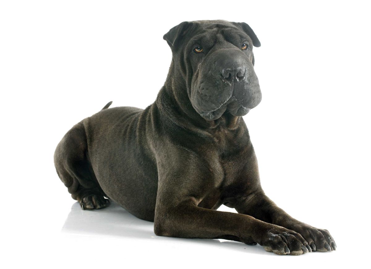 Shar pei   perro 4
