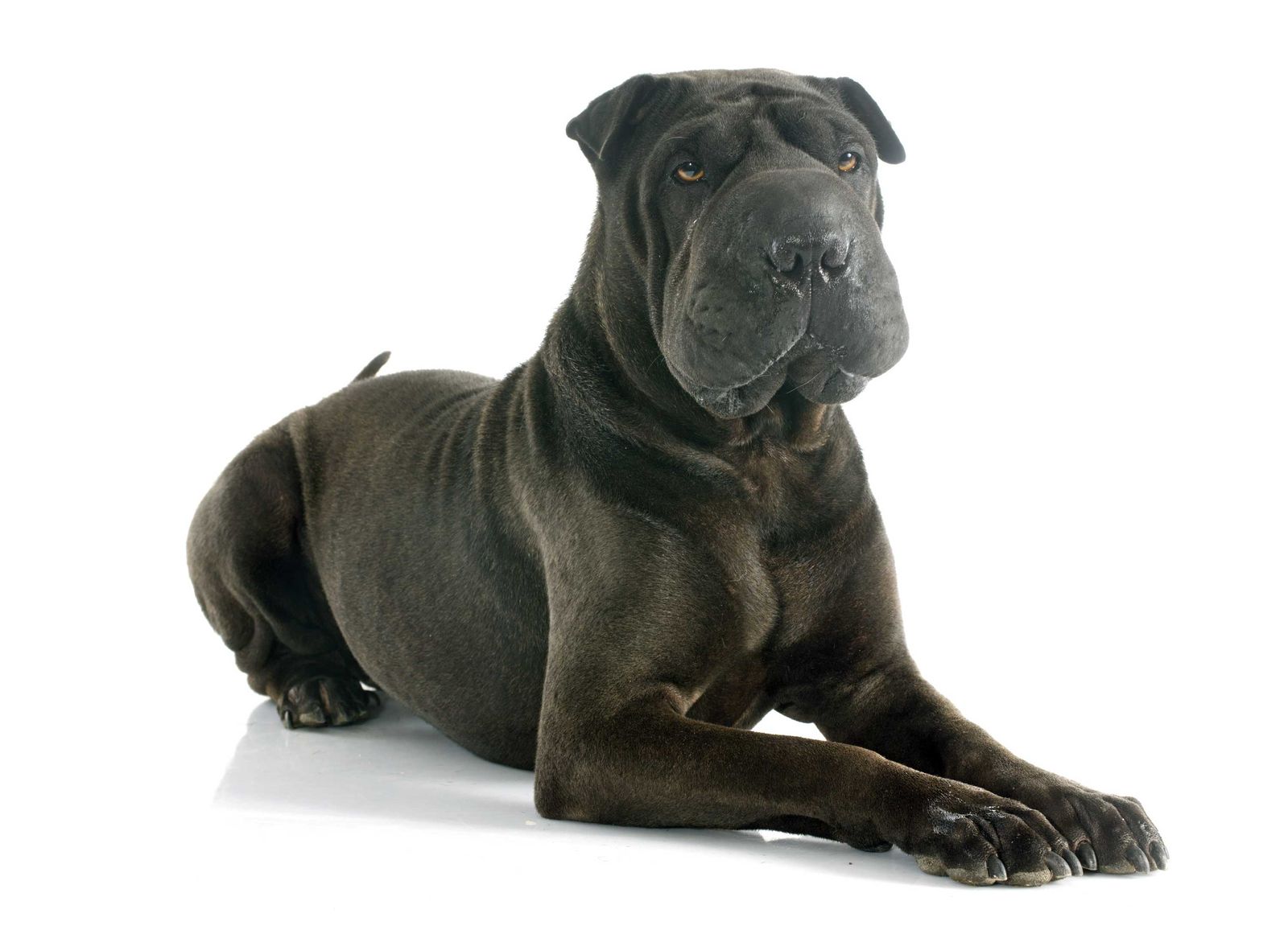 Shar pei perro 4 Shar pei perro 4