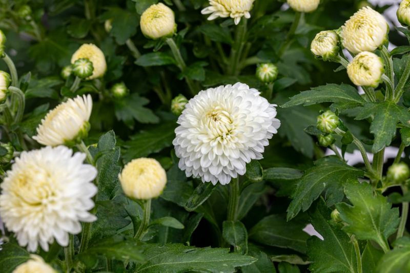 Chrysanthemum morifolium.