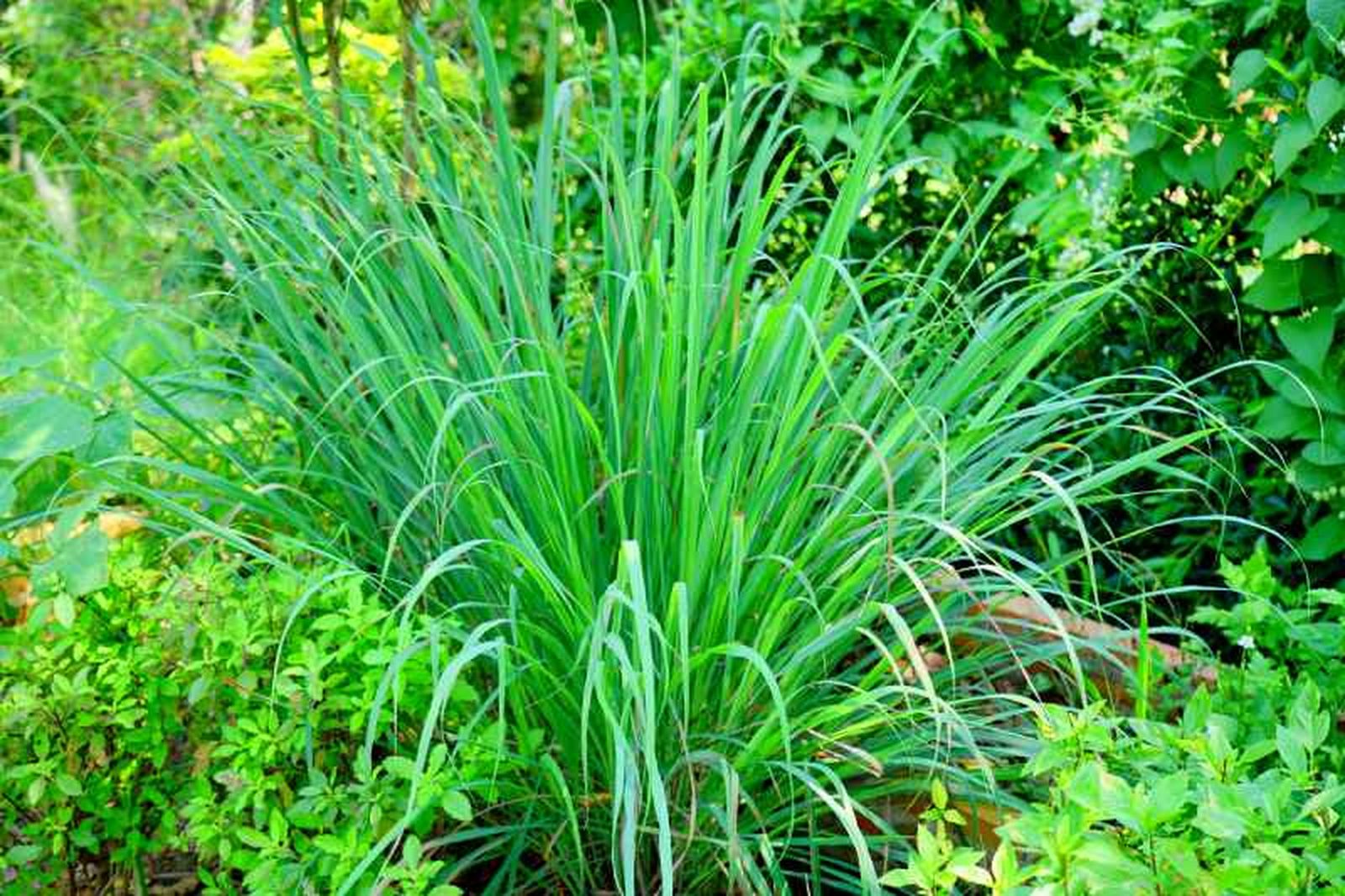 Cymbopogon citratus Cymbopogon citratus