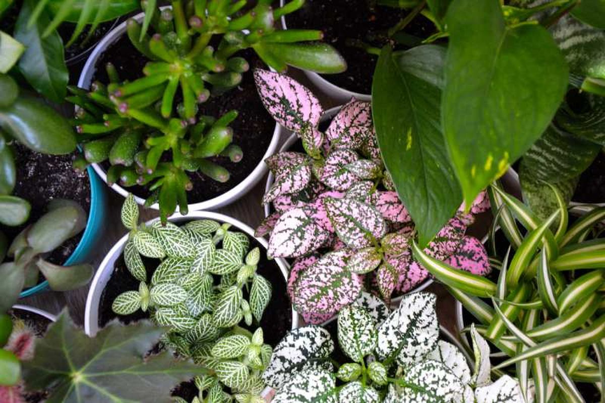 Hypoestes phyllostachya junto a otroas plantas