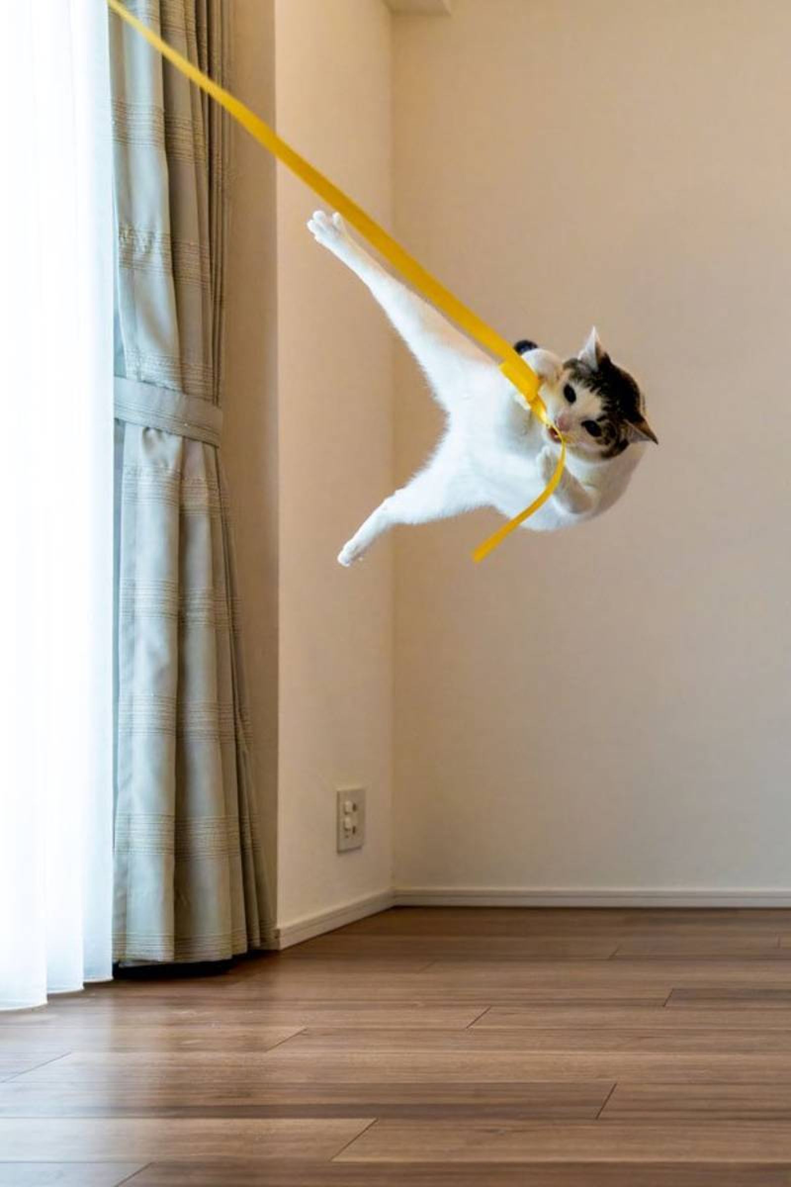 Tarzan / Fuente: Kazutoshi Ono- The Comedy Pet Photography Awards 2024 Tarzan / Fuente: Kazutoshi Ono- The Comedy Pet Photography Awards 2024