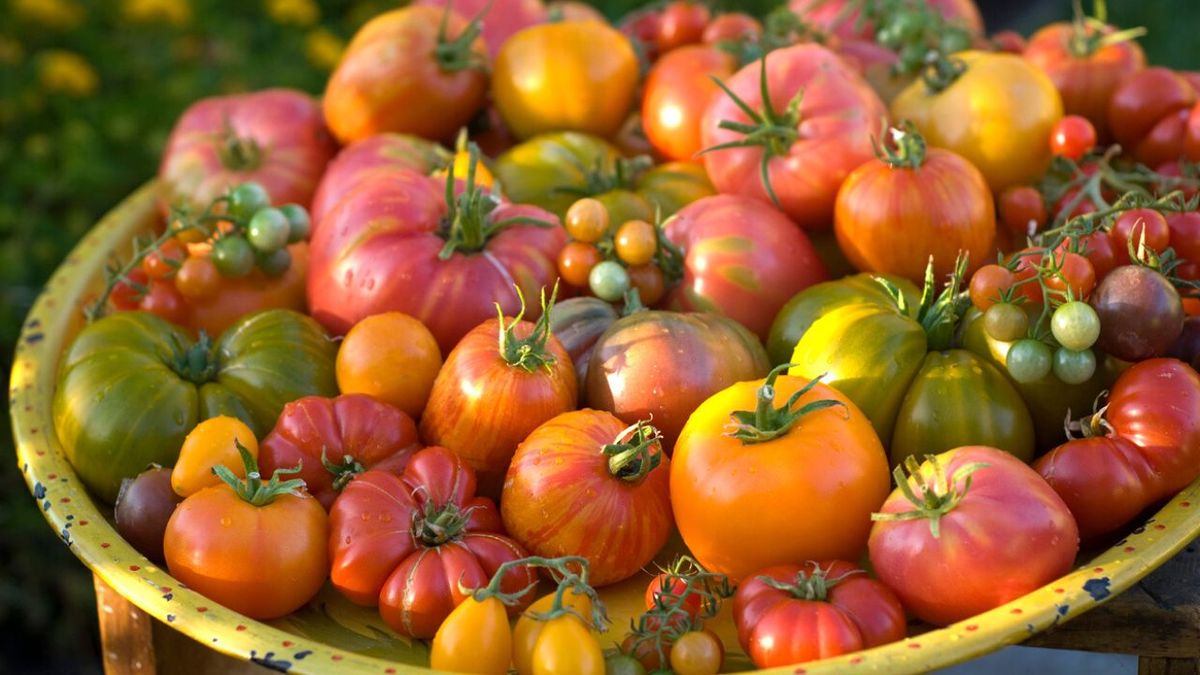 variedades de tomates en espana