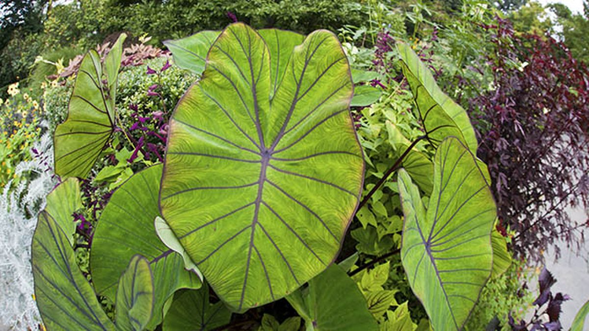 Alocasia tallo rojo