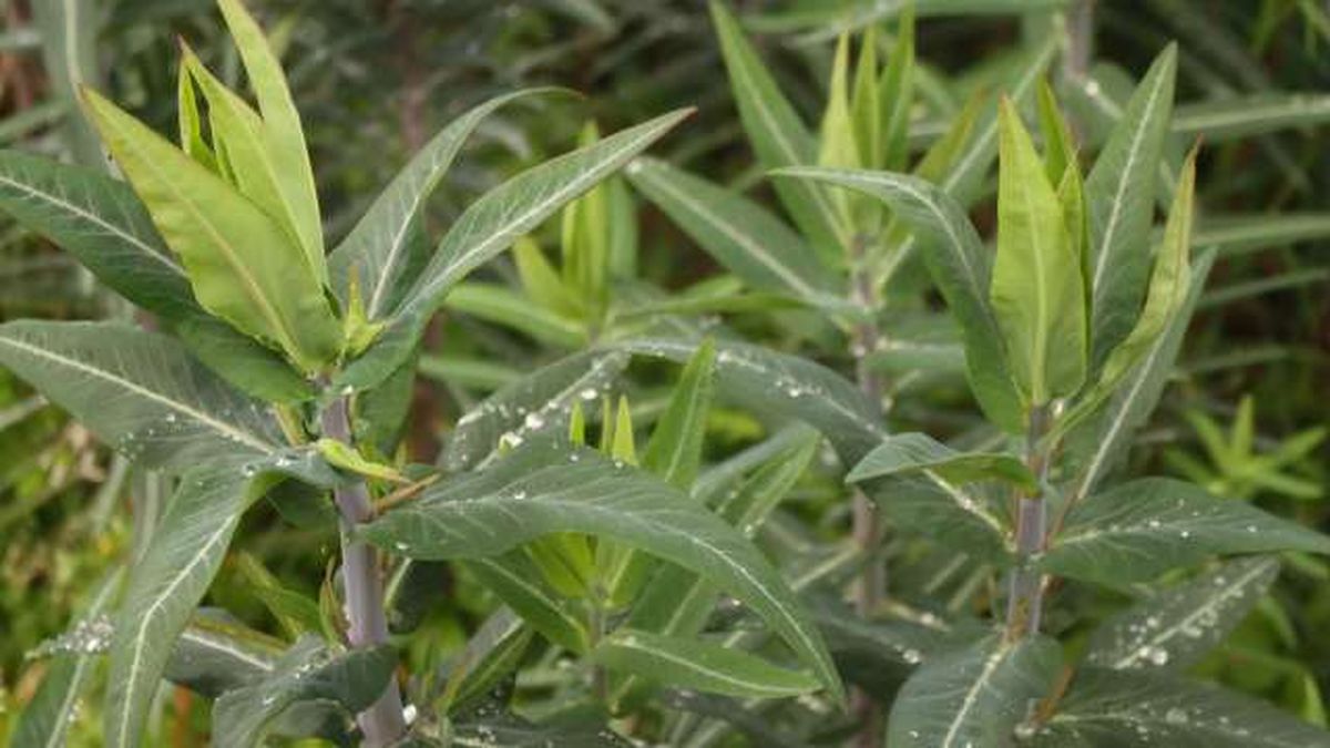planta antitopos euphorbia lathyris