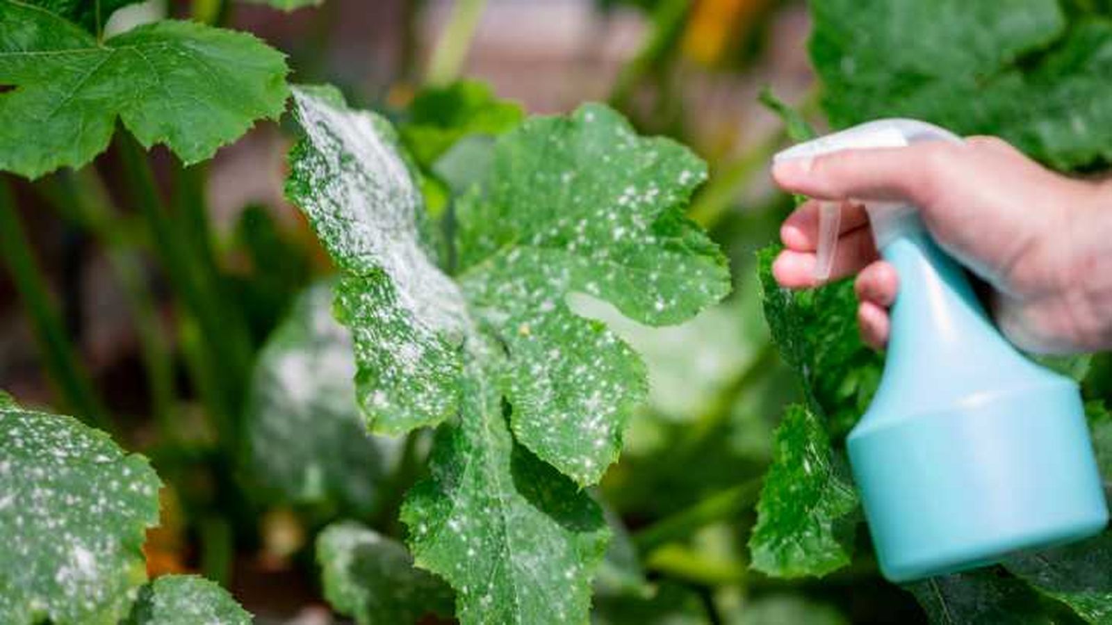 tratamiento contra el oidio en plantas