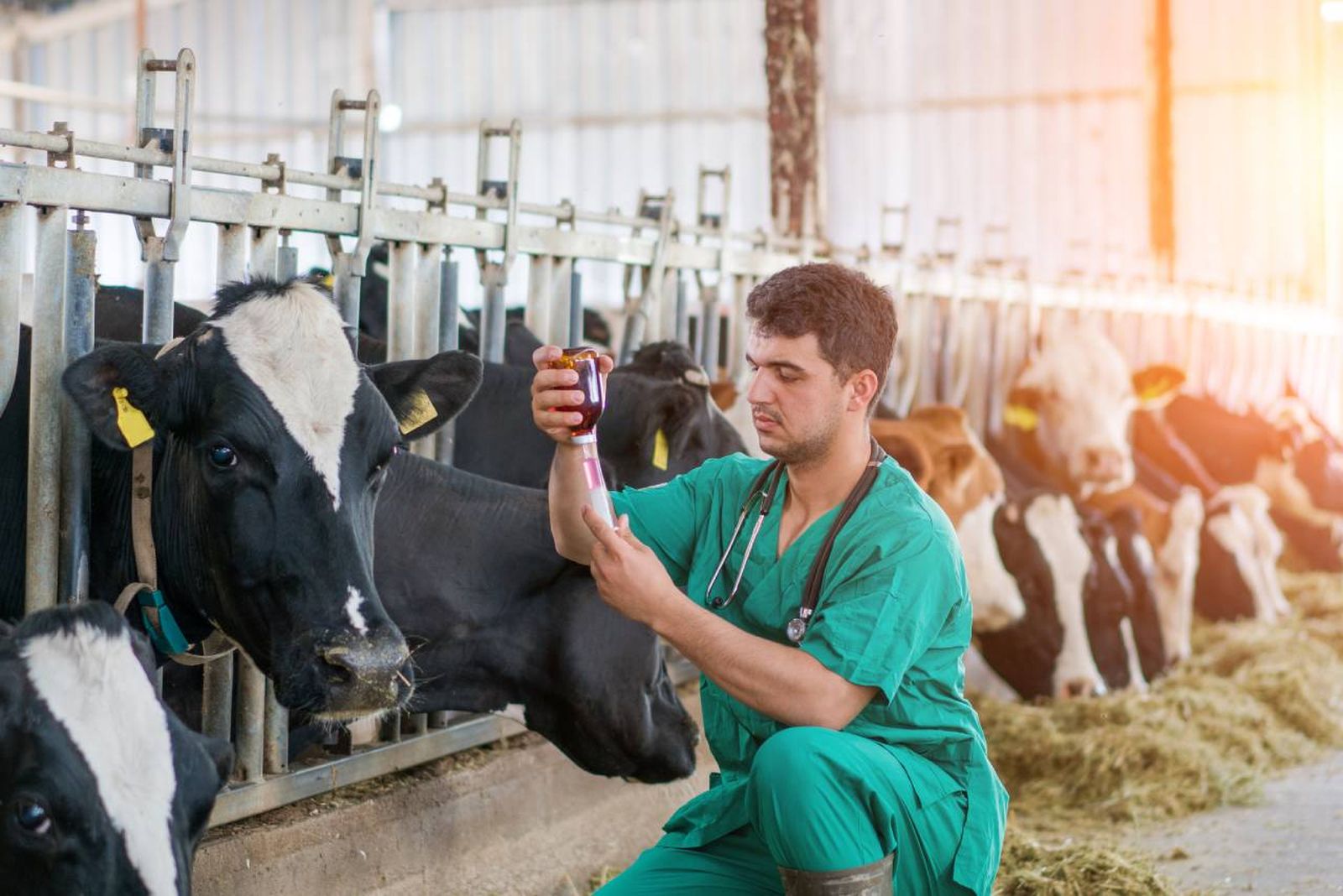 A pesar de no afectar a los humanos la EHE es de particular interés en la medicina veterinaria.