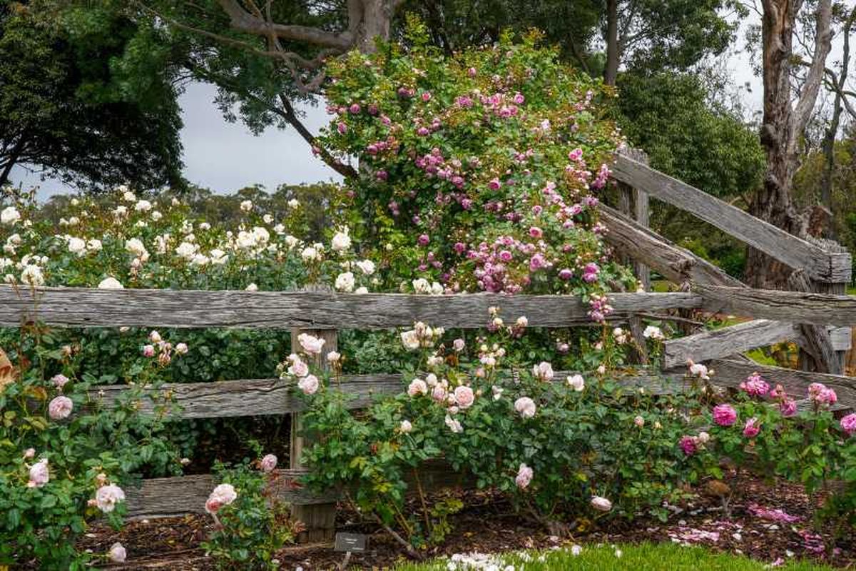 Jardín elegante con valla de madera desgastada.