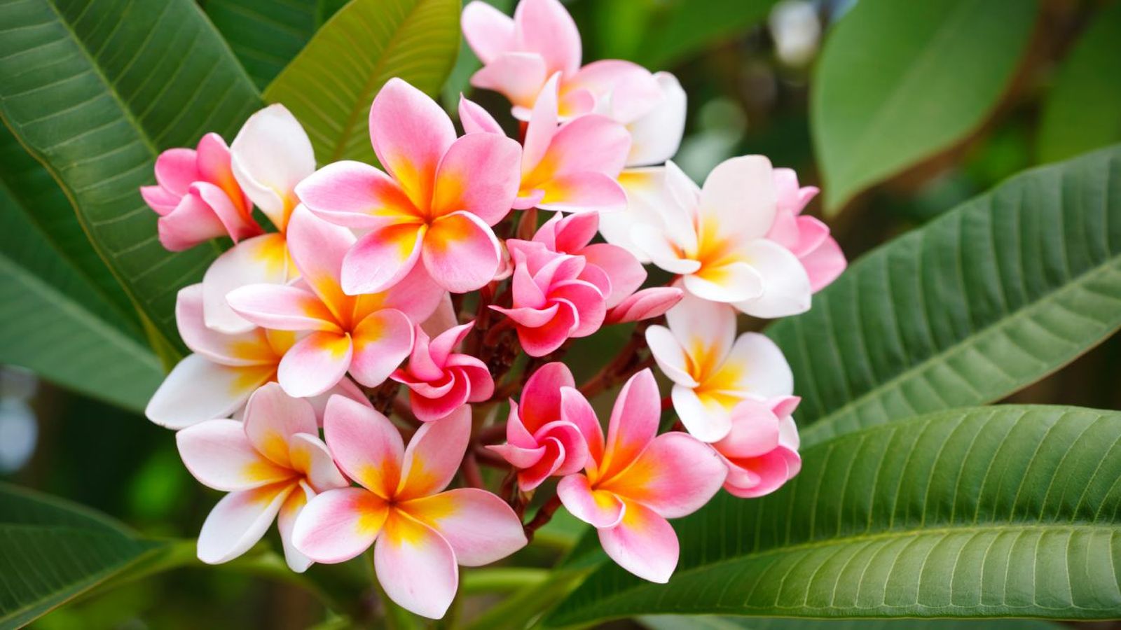 La plumeria es una de las flores más aromáticas del mundo.