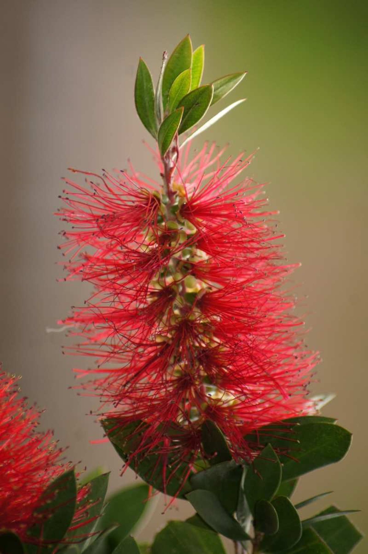 Flor del limpiatubos